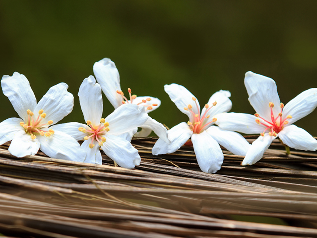 Banner-Hakka-Flower1 (1)